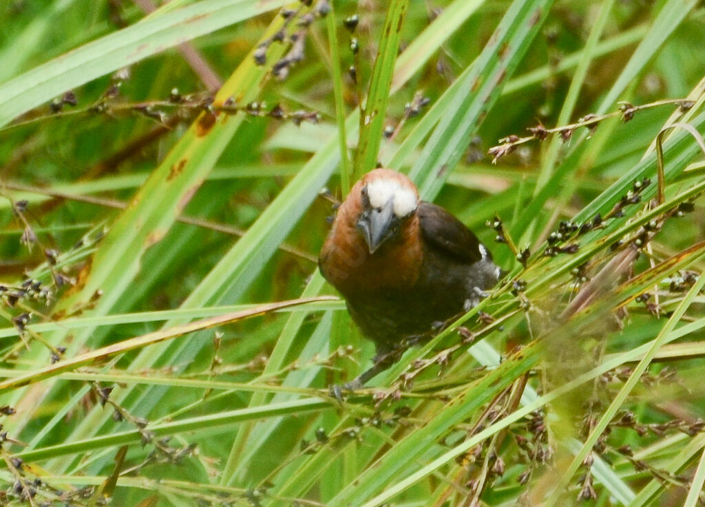 Thick-billed Weaver