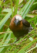 Thick-billed Weaver