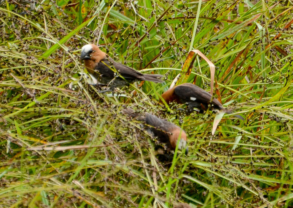 Thick-billed Weaver, Behaviour