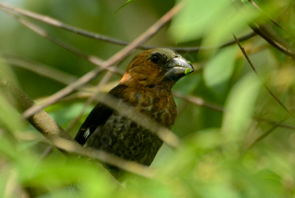 Thick-billed Weaver male adult post breeding, identification, close-up portrait