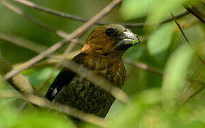 Thick-billed Weaver