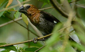 Thick-billed Weaver