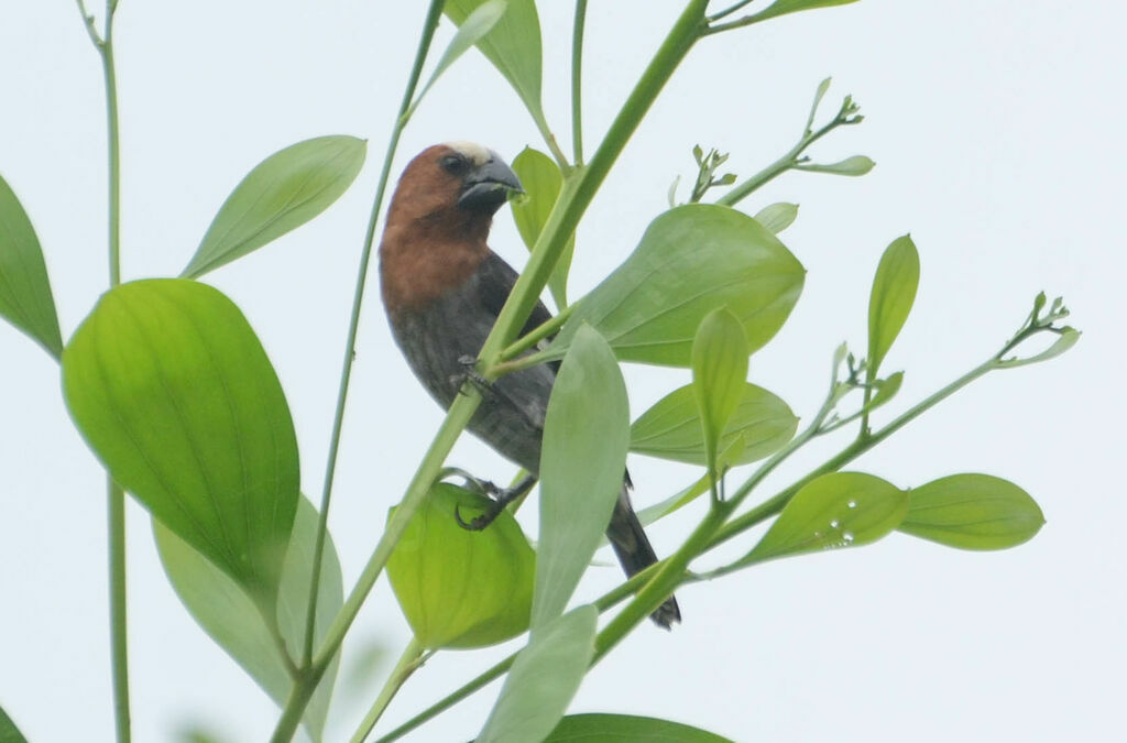 Thick-billed Weaver male adult