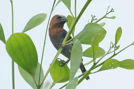 Thick-billed Weaver