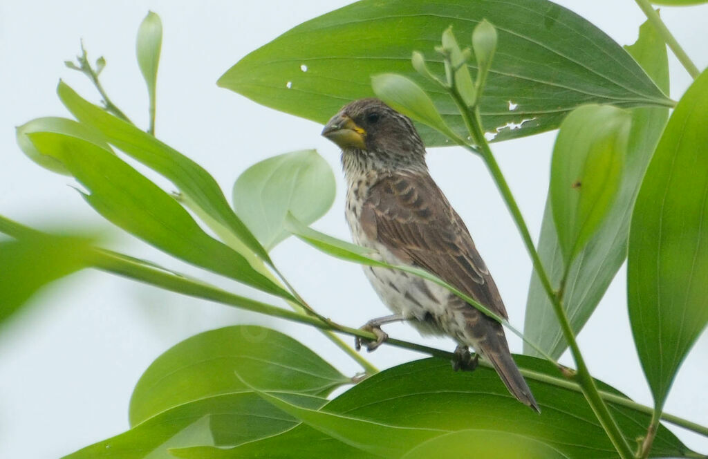 Thick-billed Weaver female adult