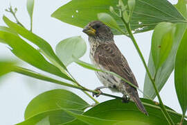 Thick-billed Weaver