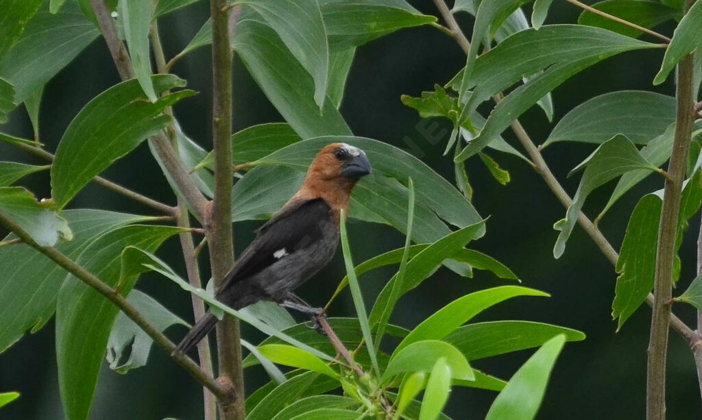 Thick-billed Weaver male adult, identification