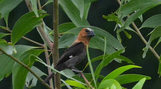 Thick-billed Weaver