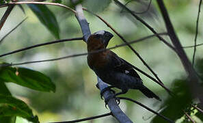 Thick-billed Weaver