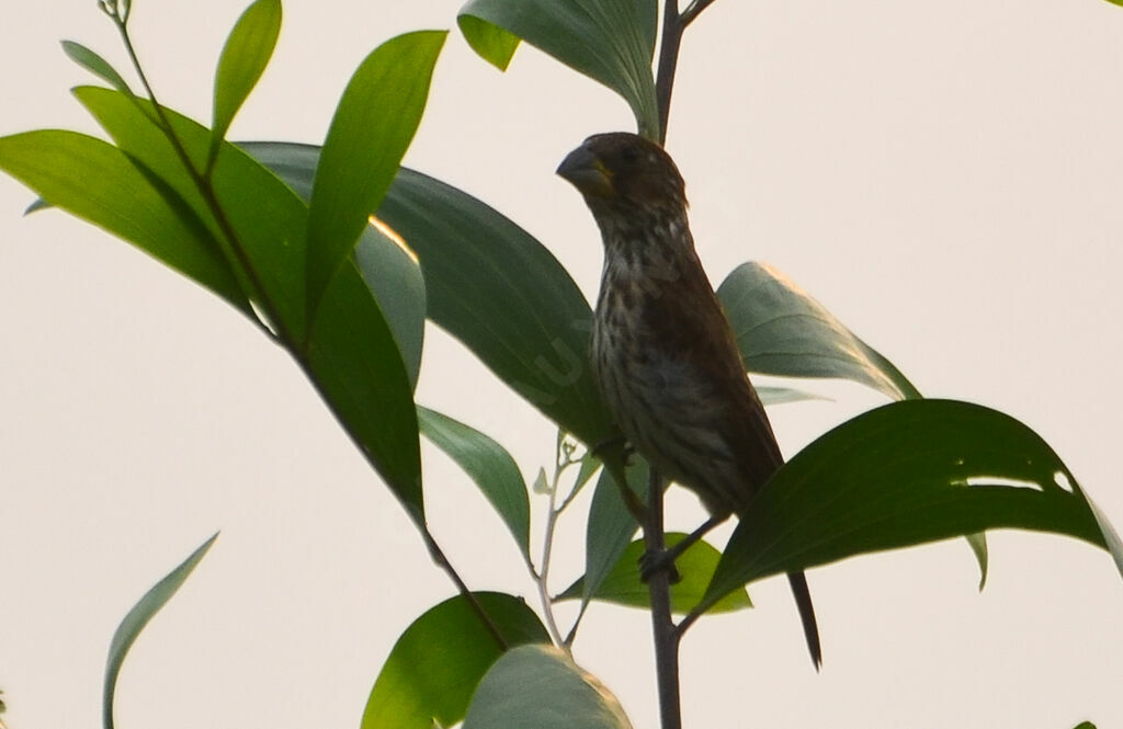 Thick-billed Weaver female adult