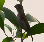 Thick-billed Weaver