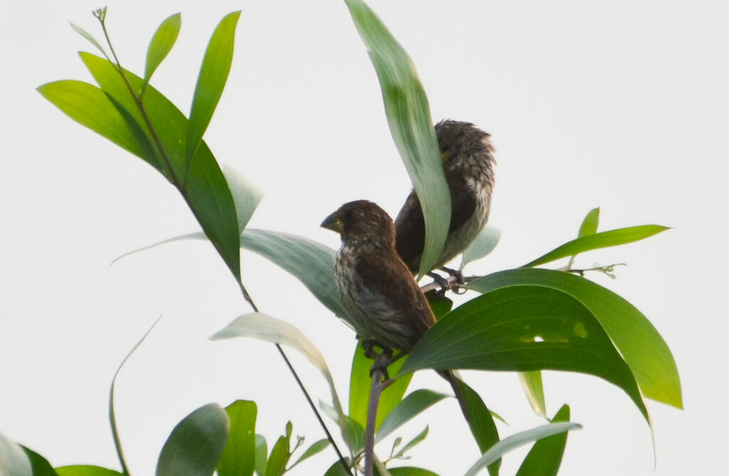 Thick-billed Weaver