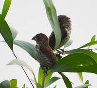 Thick-billed Weaver