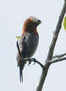 Thick-billed Weaver