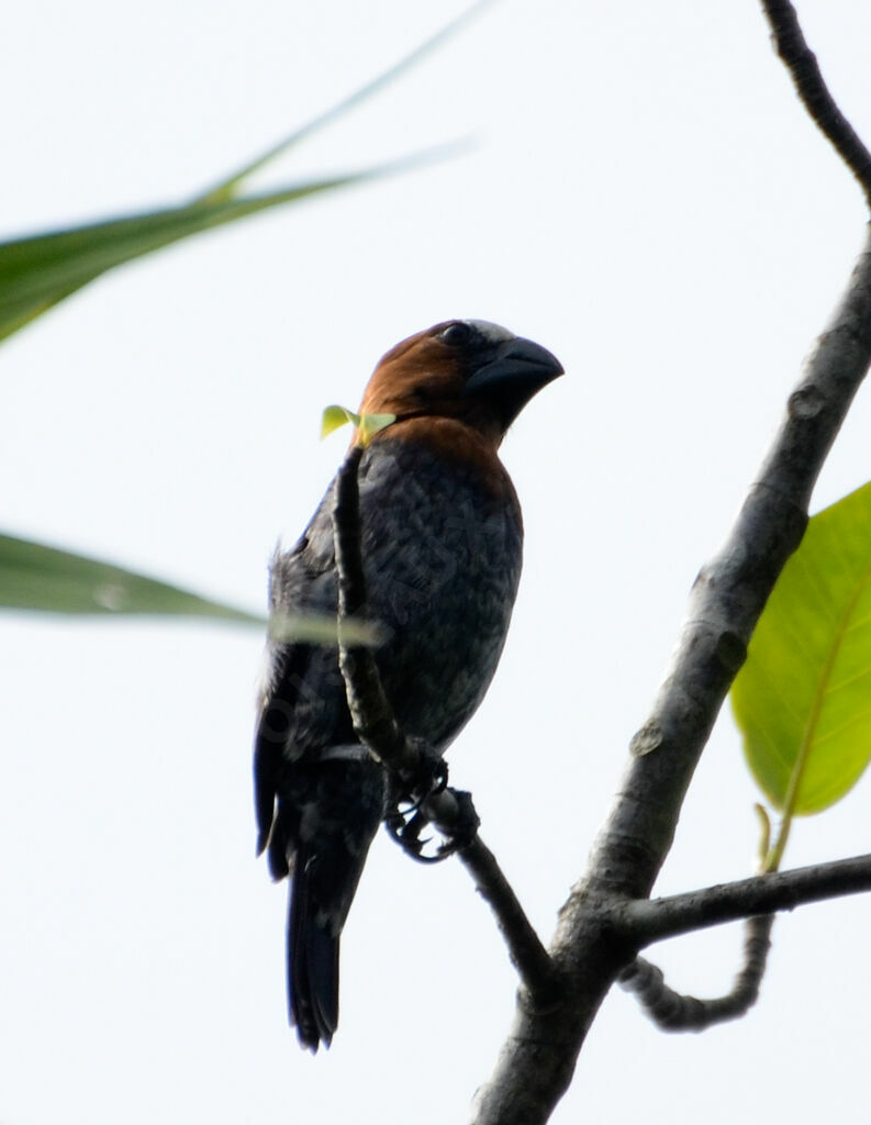 Thick-billed Weaver male adult, identification