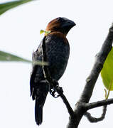 Thick-billed Weaver