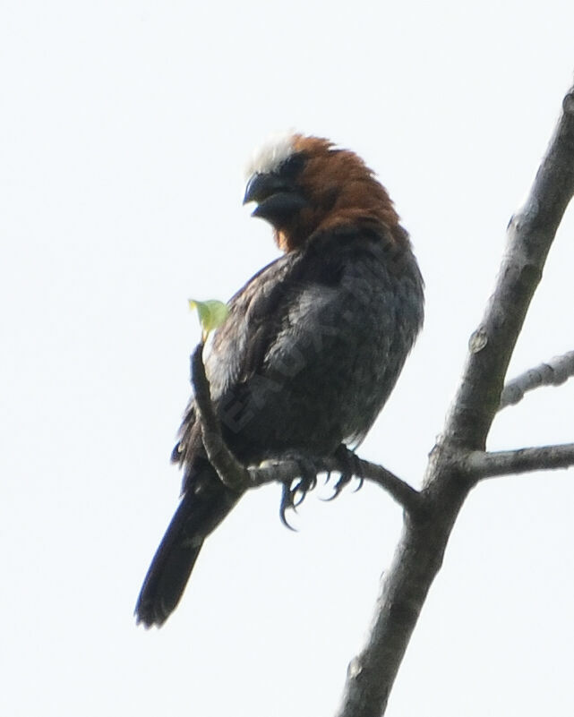 Thick-billed Weaver male adult