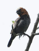 Thick-billed Weaver