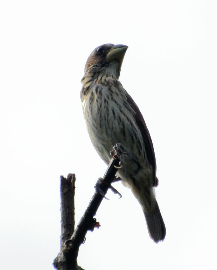 Thick-billed Weaver female adult