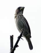 Thick-billed Weaver