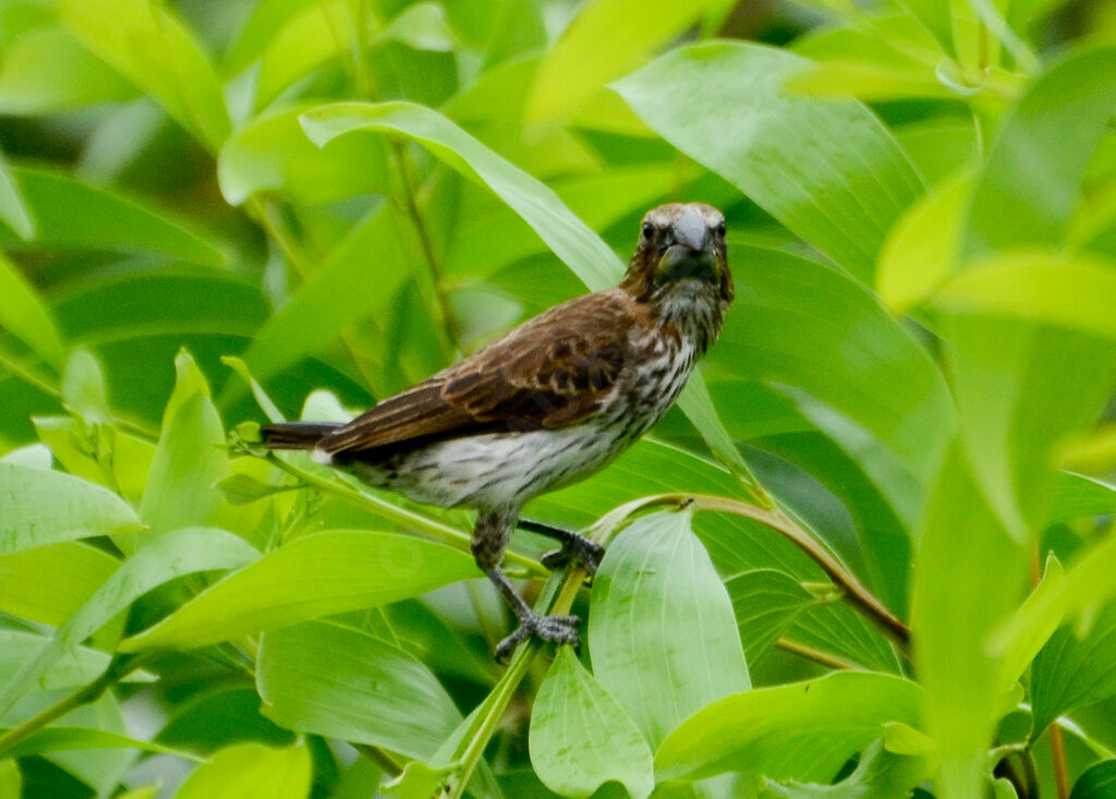 Thick-billed Weaver female adult