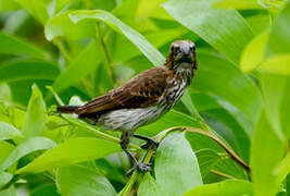 Thick-billed Weaver