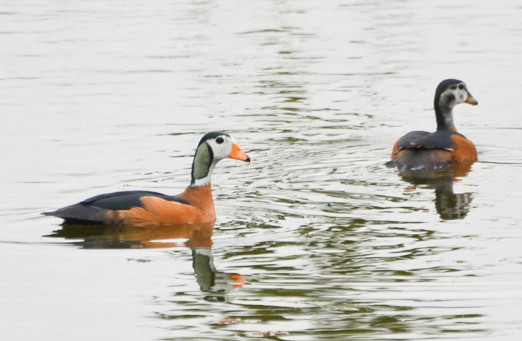 African Pygmy Goose, identification