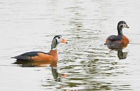 African Pygmy Goose