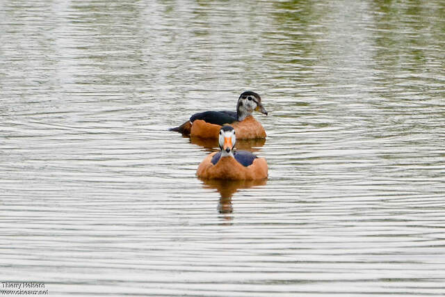 Anserelle naine adulte thhe155806