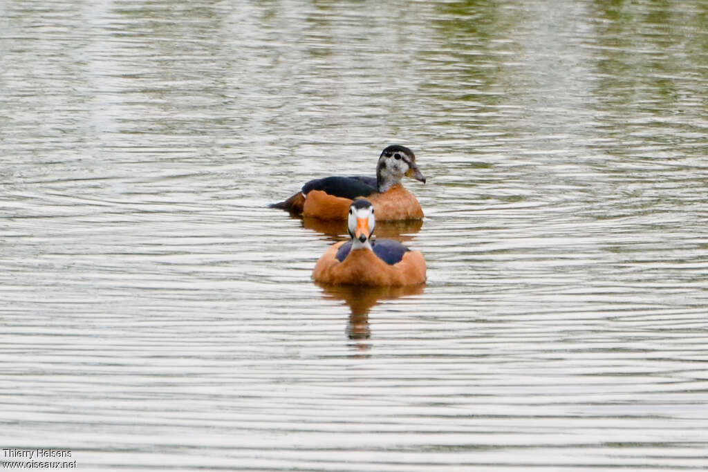 African Pygmy Gooseadult