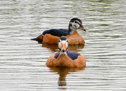 African Pygmy Goose