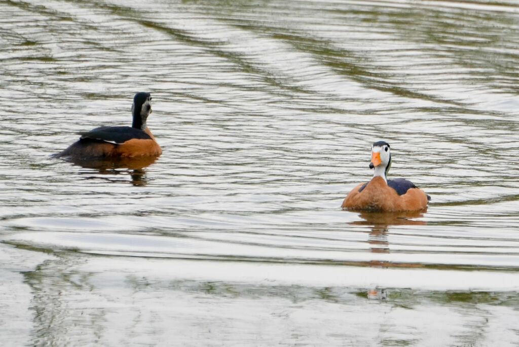 African Pygmy Gooseadult