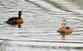 African Pygmy Goose