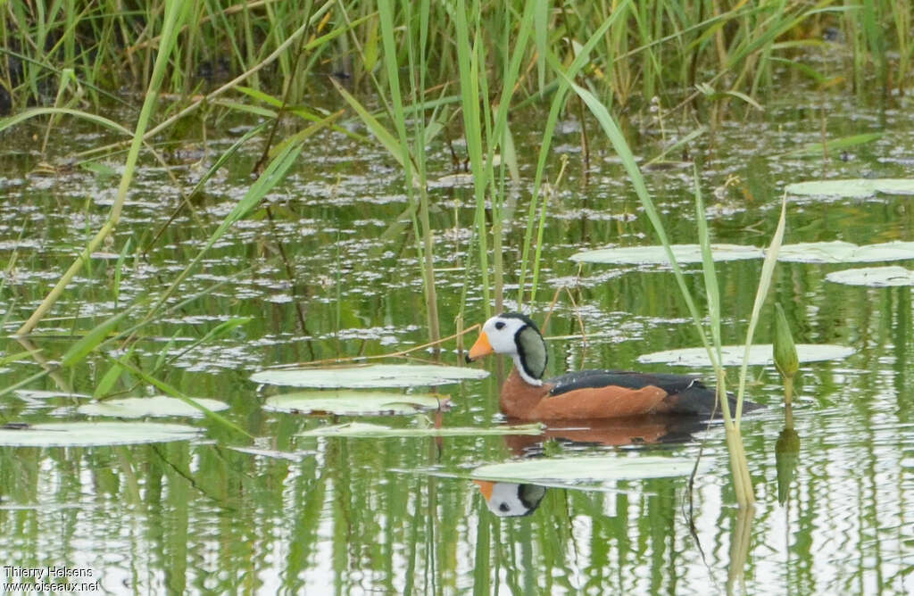 African Pygmy Goose male adult breeding, habitat, pigmentation