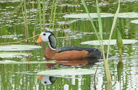 African Pygmy Goose