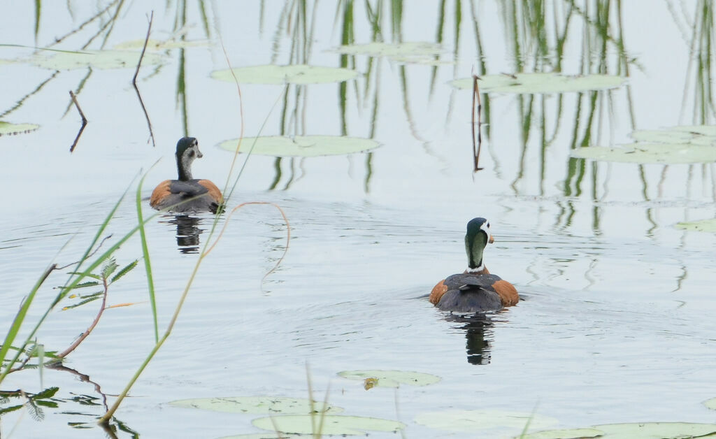 African Pygmy Goose adult