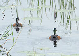 African Pygmy Goose