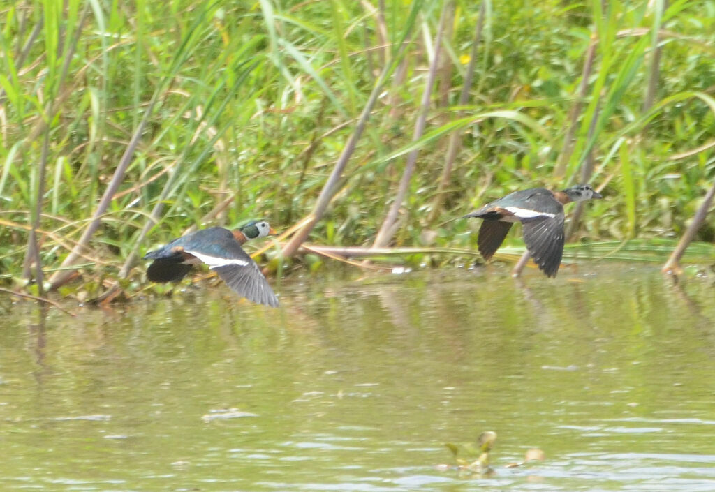 African Pygmy Goose adult, Flight