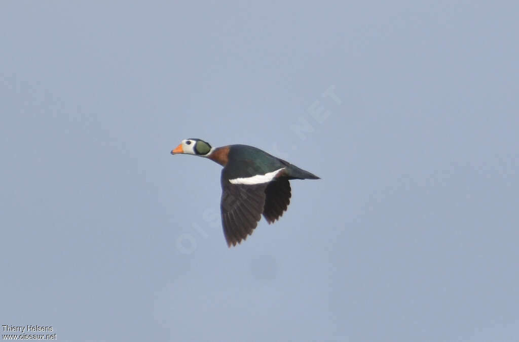 African Pygmy Goose male adult, pigmentation, Flight