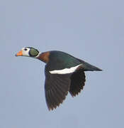 African Pygmy Goose