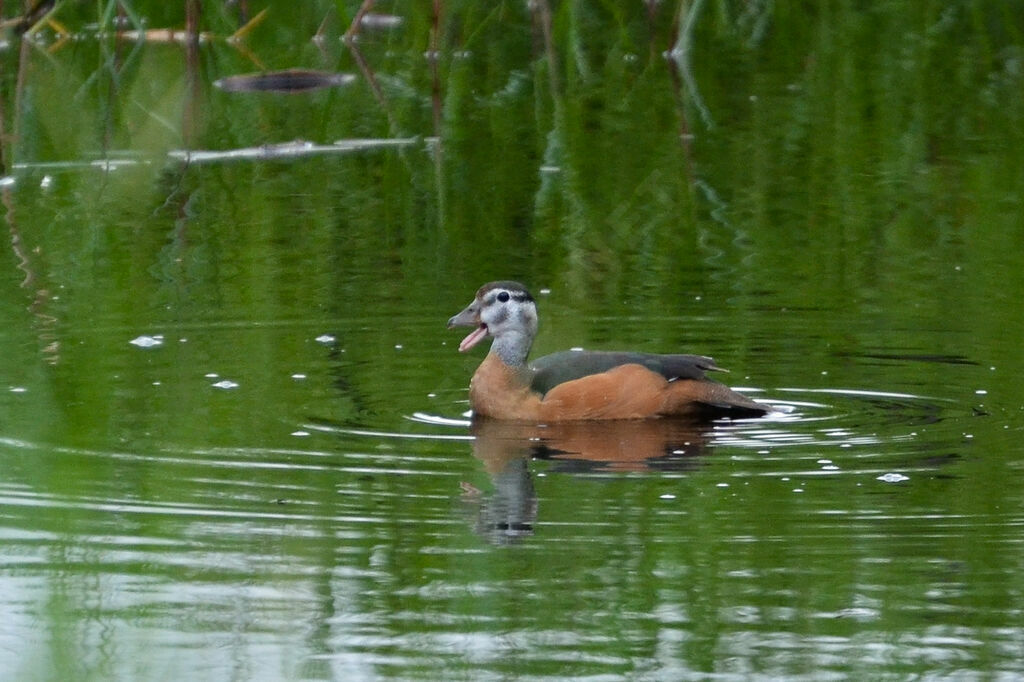 African Pygmy Gooseimmature, identification