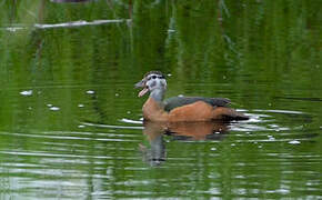 African Pygmy Goose