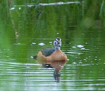 African Pygmy Goose