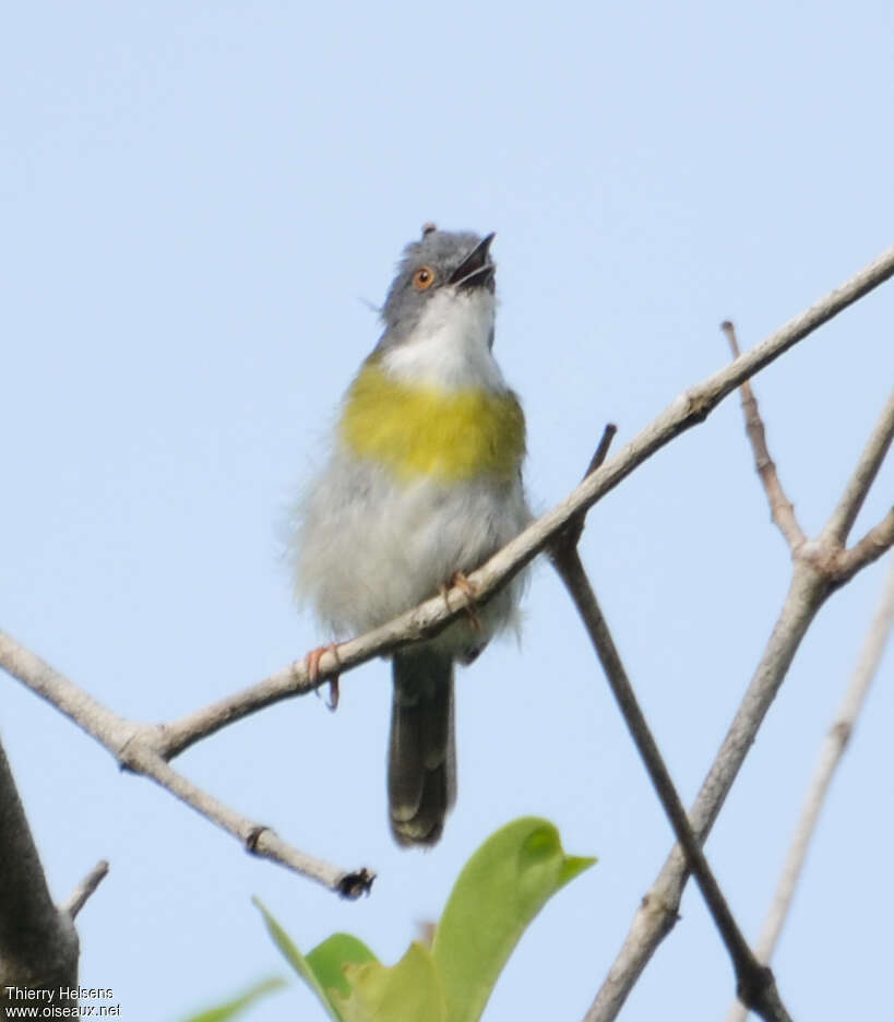 Apalis à gorge jaune femelle adulte, identification, chant