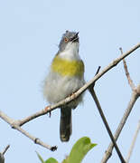 Yellow-breasted Apalis