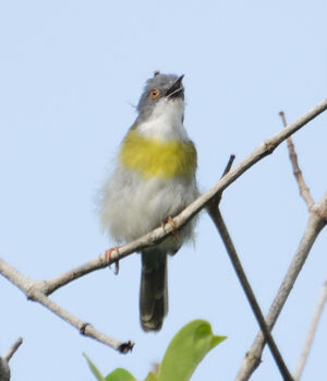 Apalis à gorge jaune