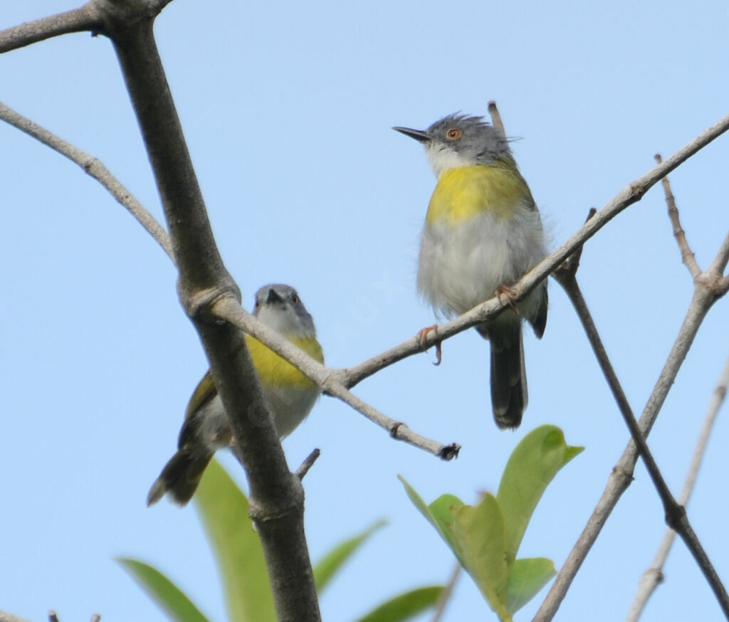 Apalis à gorge jaune femelle, identification