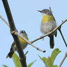 Apalis à gorge jaune