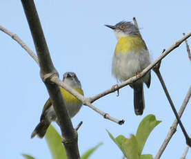 Apalis à gorge jaune