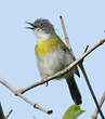 Apalis à gorge jaune